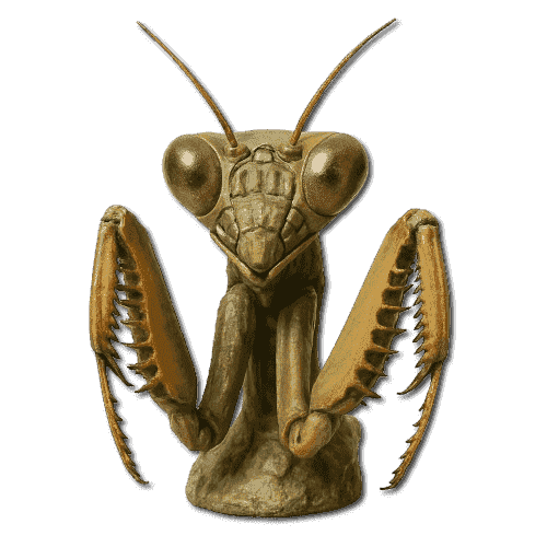 Praying Mantis
